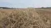 Halmselskabet Easy Agricare skal have ny adm. direktør pr. 1. september 2026. Arkivfoto: Tenna Bang