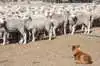 Uden en eller flere veltrænede hunde er det umuligt at styre en fåreflok til det sted, hvor man vil have den til at være.