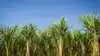 Indien overvejer at begrænse brugen af sukkerrør til ethanol, efter at mindre nedbør i Maharashtra og Karnataka har skabt bekymring for næste års sukkerproduktion. Foto: Colourbox.