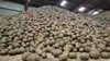 Kartoffelmarkedet kan være på vej mod en strammere balance efter sidste sæsons store overproduktion. Et mindre areal og varmt, tørt vejr har skabt usikkerhed om årets udbytter og sendt priserne op i Nordvesteuropa. Arkivfoto: Tenna Bang