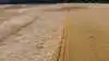 Den korte rug af sorte Erebor fra KWS (th.) står rank og i en højde af cirka 85 centimeter, mens den lange rug (tv.) flere steder har lagt sig ned. Kort efter dette billede blev taget, kørte mejetærskeren i marken. Foto: Carina Orozco