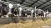 Den 15. september er der årsmøde for Dansk Holstein i Aalborg og Himmerland. Arkivfoto: Tenna Bang