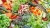 Foto: Food Festival / Sophie Due
