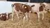 Flere genomiske test af DRH-dyr giver bedre muligheder for at finde de interessante dyr til det videre avlsarbejde. Fotos: Tenna Bang