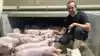 Danske griseproducenter er godt i gang. Her ses driftsleder Mathias Clausen fra Søvanggaard Opformering. Siden etablering som Topigs Norsvin-opformering i 2024 har de undladt at halekupere og kastrere grisene. Foto: Privat.