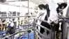 På tværs af 73 besætninger fandt forskerne ikke et samlet fald i mælkeproduktionen i perioden med Bovaer. Der var dog store forskelle mellem de enkelte besætninger. Arkivfoto: Tenna Bang