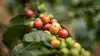 GrowGrounds, IOM og Peter Larsen Kaffe vil styrke Ugandas kaffefarme, klimaindsats og lokale indtægter. Her ses bærrene på kaffeplanten. Foto: Peter Larsen Kaffe
