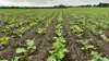Agrovi tester blandt andet forskellen på direkte såning og etablering efter forudgående dybdeharvning. Fotos: Agrovi
