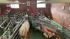 Wedas Smart Farrowing Pen, udviklet sammen med VetVise, får guld for at koble kamerabaseret adfærdsanalyse med automatisk styring af farestien. Kunstig intelligens analyserer søernes og pattegrisenes adfærd døgnet rundt, så blandt andet temperaturen i pattegrisehulen og foderkurven kan tilpasses uden manuel indgriben. Pressefotos.