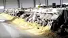 BVD er igen konstateret i tre kvægbesætninger i Esbjerg Kommune. Det er de samme tre besætninger, som blev ramt i foråret. Besætningen på billedet har ikke noget med de ramte besætninger at gøre. Arkivfoto: Camilla Bønløkke