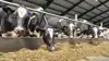 Danske holstein-køer producerer i dag 167 kg mere fedt og protein pr. årsko end i 2015 – en fremgang på godt 21 procent. Arkivfoto: Tenna Bang