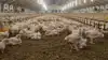 Trods meget lave niveauer af Salmonella opfordres britiske fjerkræproducenter til at være opmærksomme efter sygdomsudbrud blandt importerede æg. Arkivfoto: Tenna Bang