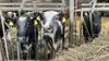 Lindehøj Agro køber 143 hektar for 37 millioner kroner og vokser til 855 hektar, mens næste generation træder ind i ledelsen. Arkivfoto: Christian Ingemann