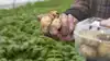 Kartofler vurderes nu at udvaske mere kvælstof end først antaget, og derfor lempes kravene i L5. Desuden undtages afgrøder som blandt andet melon, druer og rabarber fra L5, meddeler Ministeriet for Natur og Dyrevelfærd. Arkivfoto