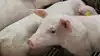 Grænsen for antibiotikaforbruget til fravænnede smågrise op til 30 kg er sænket fra 17,2 til 13,8 vægtede ADD pr. 100 dyr pr. dag. Foto: Camilla Bønløkke