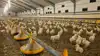 Et nyt anlæg til produktion af rugeæg bliver opført på Vestfyn, og DanHatch investerer tocifret millionebeløb. Arkivfoto: Tenna Bang
