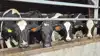 Arla hæver værdien af klimapoint med 33 procent og udvider mulighederne for betaling i en ordning til 4 milliarder kroner årligt. Arkivfoto: Tenna Bang