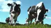 GreenCow vil bruge naturligt forekommende bakterier til at omdanne metan fra køernes fordøjelse til protein. Virksomheden søger kapital til at føre teknologien videre mod markedet. Foto: GreenCow Biosolutions
