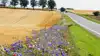Blomsterstribe, Bornholm. Arkivfoto