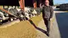 Mogens Hjort Jensen, formand for Djursland Landboforening, bakker op om den grønne omstilling, men advarer mod at ændre landbrugets vilkår hurtigere, end bedrifterne kan nå at tilpasse sig. Arkivfoto: Tenna Bang