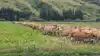El Niño kan lægge en dæmper på mælkeproduktionen fx her i New Zealand (billedet), hvor tørke risikerer at begrænse græsvæksten. Det kan være med til at understøtte de internationale mælkepriser, vurderer Agrocura. Arkivfoto: Jørgen P. Jensen
