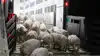 Et borgerpanel anbefaler, at alle grisetransporter fremover temperaturmåles, og at sensorerne placeres tættere på dyrene. Men forskning fra Aarhus Universitet viser, at temperaturmålinger alene ikke kan fortælle, hvordan grisene har det under transporten. Arkivfoto: Anne Wolfenberg