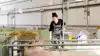 - Jeg drømmer om at være med til at gøre en forskel og sikre, at vi i Danmark skal have dansk griseproduktion i fremtiden, der producerer gode fødevarer og udvikler sig i takt med samfundet, skriver forfatteren af debatindlægget. Fotoet er taget i en anden anledning. Arkivfoto