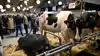 Malkekvægsudstillingen i Herning løber fra den 24. til den 27. november, mens kødkvæget udstilles den 26. og 27. november. Onsdag aften afholder VikingGenetics auktion. Foto: Lars Møller/Agromek