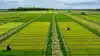 Forbud uden alternativer kan flytte frøproduktionen ud af Danmark, mener DLF, der samtidig pointerer, at omstillingen skal bygge på innovation. Fotos: DLF