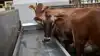 En malkeko har ifølge Seges typisk brug for 90-150 liter vand i døgnet afhængigt af ydelse og temperatur. En reserveboring kan indgå i bedriftens beredskab, hvis vandforsyningen svigter. Arkivfoto: Erik Hansen