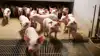 ABN AMRO venter svækket likviditet i hollandsk griseproduktion. Smågriseproducenter ventes hårdest ramt af faldende priser og høje omkostninger. Arkivfoto: Anne Wolfenberg