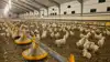Den hurtigtvoksende kyllingerace Ross 308 er den mest udbredte i Europa. Hvis produktionen forbydes i Danmark, vil importen fra især Polen straks stige, lyder vurderingen. 
Foto: Tenna Bang