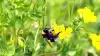 Havehumle (Bombus hortorum) på kællingetand. Foto: Henning Bang Madsen