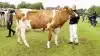 Doverodde Købmandsgård i Hurup Thy danner rammerne om årsmødet i DRH. Bagefter er der besætningsbesøg ved Vivian og Torben Egeberg, som i sommer havde bedste Holstein-yver på dyrskuet Thy-Mors. Arkivfoto