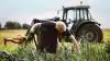Porrehøst i forbindelse med årets økologiske høstmarked. Foto: Økologisk Landsforening