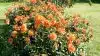 En af eftersommerens mange smukke blomster er dahlia, hvor det latinske familienavn er opkaldt efter den svenske botaniker Andreas Dahl. Foto: Henrik Sieben