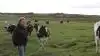 Langt størstedelen af Jens Christian Sørensens kvæg er sortbrogede Holstein. Han var glad for racen, fordi de er vant til mennesker og dermed er meget rolige. Det er nødvendigt, når han dagligt skal ud og kalde dem til sig. De er blevet håndfodret med spand som små. Fotos: Ditte Birkebæk Jensen