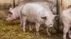 Svinenoteringens himmelfart har de sidste mange måneder fået slagtesvineproducenterne til at lave grisene en tand større, inden de sendes til slagteri. Foto: Velas