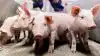 Gennem et fokus på soens reproduktion, robusthed og moderegenskaber vil Danish Pig Genetics’ optimerede avlsprogram resultere i stærke søer, som leverer flere fravænnede grise og derved flere kilo produceret kød pr. årsso. Pressefoto