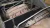 - Flere af vores kunder har erfaret, at det gør en mærkbar forskel at tildele 1-2 kilo velsmagende foder med et højt energiniveau og et lavt proteinindhold ved siden af det normalt tildelte diegivningsfoder. Det oplyser Anders Hedegaard, der er faglig chef hos Nutrimin, blandt andet i et nyhedsbrev fra virksomheden. Arkivfoto: Camilla Bønløkke.