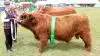 KØDKVÆG – Skuets bedste tyr/handyr på tværs af racer – Highland Cattle (Skotsk Højland) – Tyren Dybkjærs McDonald fra Mogens Rasmussen, Rødding. 