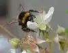 Man kan selv gøre meget for at hjælpe insekterne i Danmark. Foto: Dyrenes Beskyttelse