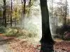 Nejede Vesterskov i Nationalpark Kongernes Nordsjælland.