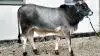 Denne Texas brahman tyr fra Trine Ruth Christiansen og René Lund Gabrielsen, Elmely Kødkvæg, er blandt de tilmeldte dyr til det digitale dyrskue.