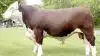 Skibsted 1 On Duty, fra Skibstedgård Polled Hereford i Hurup Thy, er en af fire danske tyre, der blev sendt til Ungarn. Tyren, der er født 14. april 2018, havde en imponerende årsvægt på 764 kg.