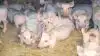 Resultater af flere afprøvninger og igangværende test med enzymet Hemicell HT viser ifølge Elanco først og fremmest en generelt stærkere gris. Arkivfoto: Camilla Bønløkke