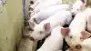 Ifølge Lallemand Animal Nutrition er Bactocell Farm velegnet til at styre foderhygiejne i vådfoder, at hindre fejlgæring, udvikling af patogene bakterier og vækst af skimmel. Arkivfotos