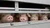 - Det er vigtigt for os, at dyrevelfærden hos de grise, der transporteres både inden- og udenlands, er i orden. Men det er også allerede tilfældet, pointerer Danske Svineproducenter.