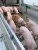 Alle partier i Folketinget blev i går enige om en politisk aftale for kontrol af dyretransporter, som løber frem til 2024.