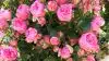 Rosen »Lise Nørgaard« fra den sydfynske forædler Rosa Eskelund, er netop præmieret med guld i Schweiz. Rosen er en buket rose som er blomsterrig, sund og hårdfør.